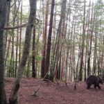 Отново до парка за танцуващи мечки край Белица