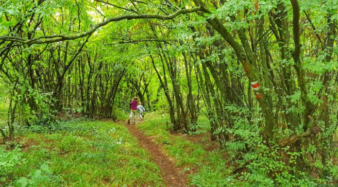 Кърлежи – как да се предпазим от тях?