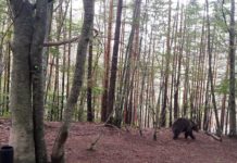 Отново до парка за танцуващи мечки край Белица