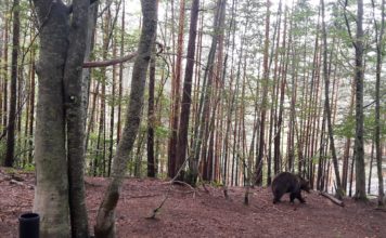 Отново до парка за танцуващи мечки край Белица