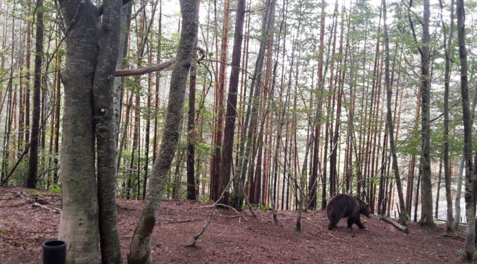 Отново до парка за танцуващи мечки край Белица