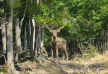 Батошевски манастир, Ловно стопанство Росица и село Валевци село Валевци
