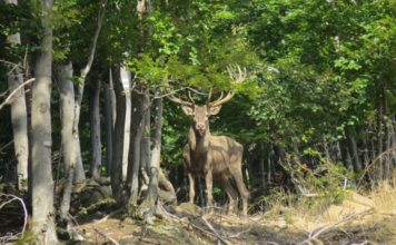 Батошевски манастир, Ловно стопанство Росица и село Валевци село Валевци
