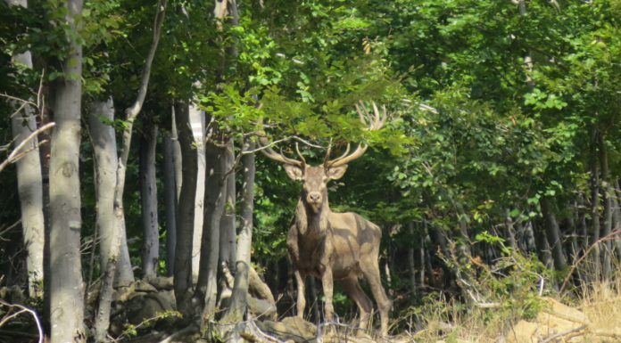 Батошевски манастир, Ловно стопанство Росица и село Валевци село Валевци