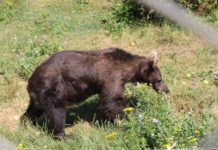 Парк за танцуващи мечки, с. Белица