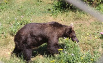 Парк за танцуващи мечки, с. Белица