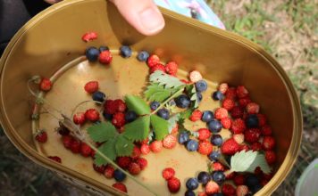 На лов за диви плодове в Рила: с. Добърско – х.Добърско