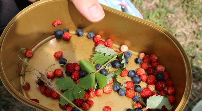 На лов за диви плодове в Рила: с. Добърско – х.Добърско