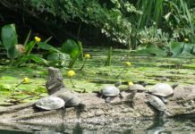 Разходка по река Велека – докосване до дивата природа на Странджа планина