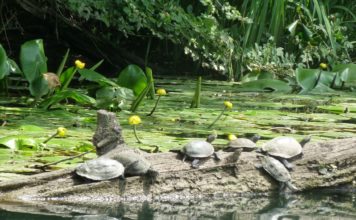 Разходка по река Велека – докосване до дивата природа на Странджа планина