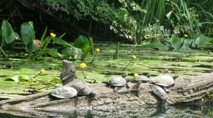 Разходка по река Велека – докосване до дивата природа на Странджа планина