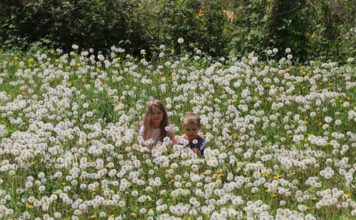 Бране на билки по време на преход – да съчетаем приятното с полезното пролетни билки