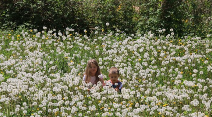 Бране на билки по време на преход – да съчетаем приятното с полезното пролетни билки