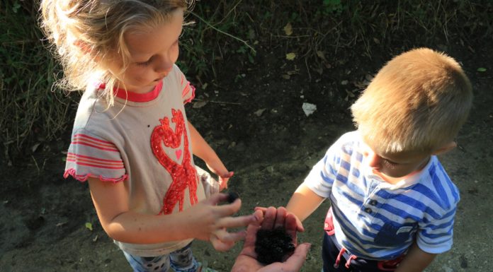 Войнежа – август 2016