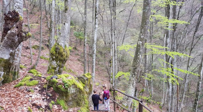 Пръчка в гората вместо таблет в ръката