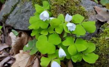 Още идеи за пролетни излети с децата