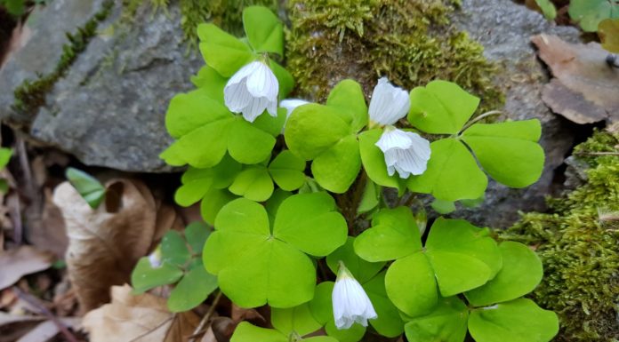 Още идеи за пролетни излети с децата