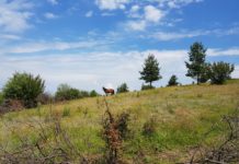 Ежегоден преход на село Кладни Дял: до вр. Планиница