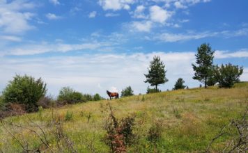 Ежегоден преход на село Кладни Дял: до вр. Планиница