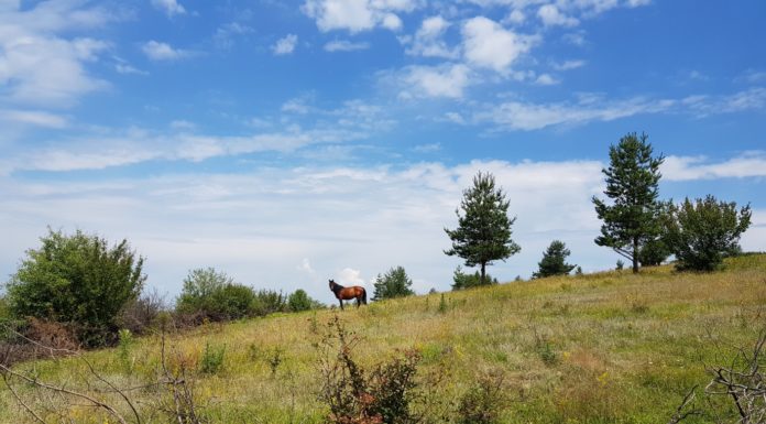 Ежегоден преход на село Кладни Дял: до вр. Планиница