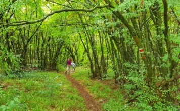 Кърлежи – как да се предпазим от тях?