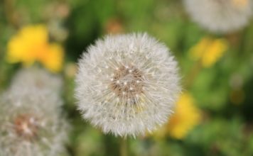 4 пролетни билки, които берем по време на преходи