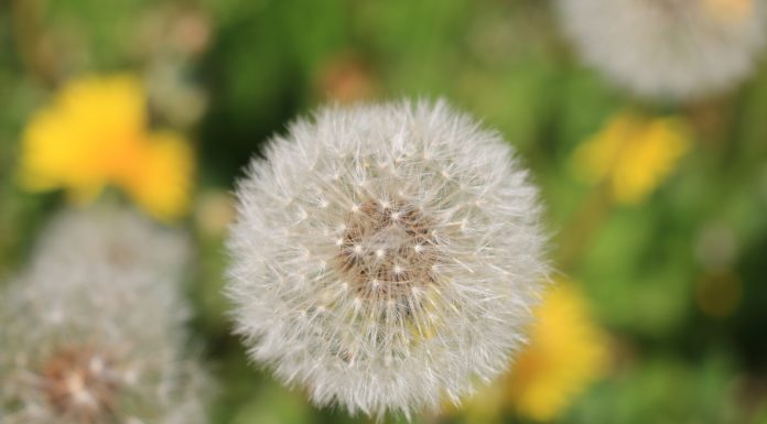 4 пролетни билки, които берем по време на преходи